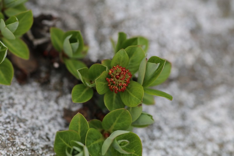 Salix cupularis photo 2