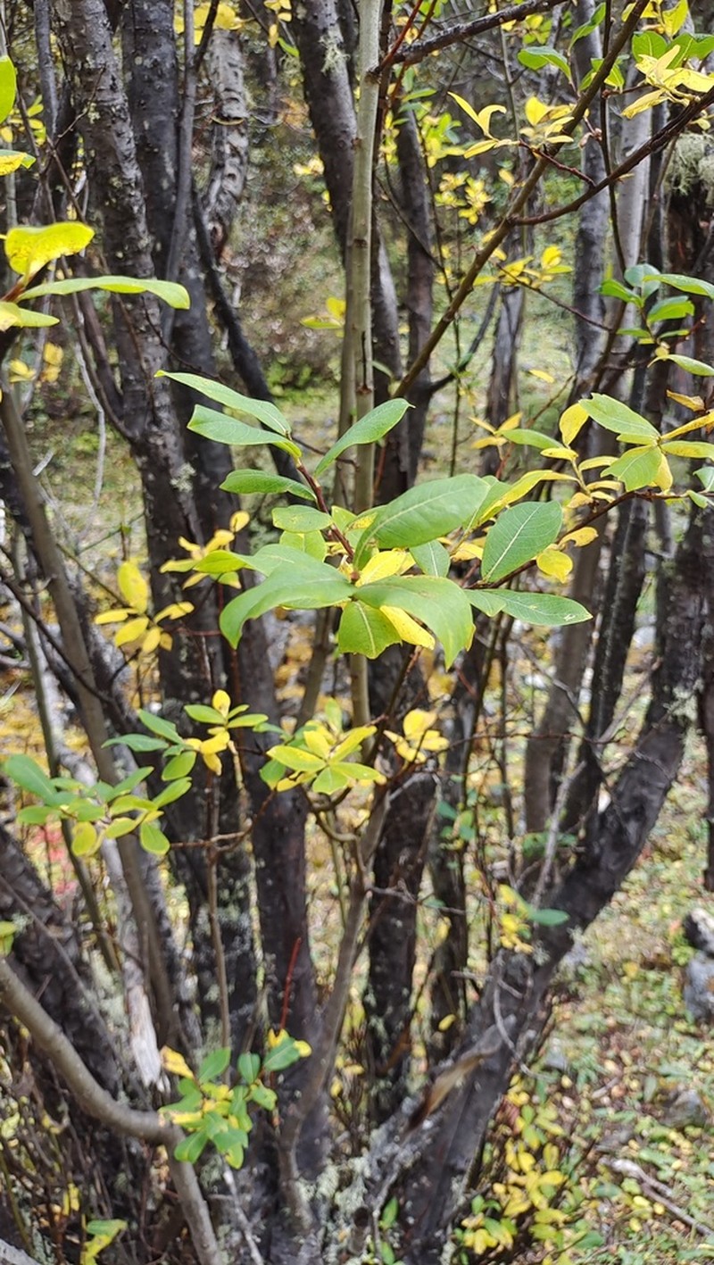 Salix cupularis photo 3