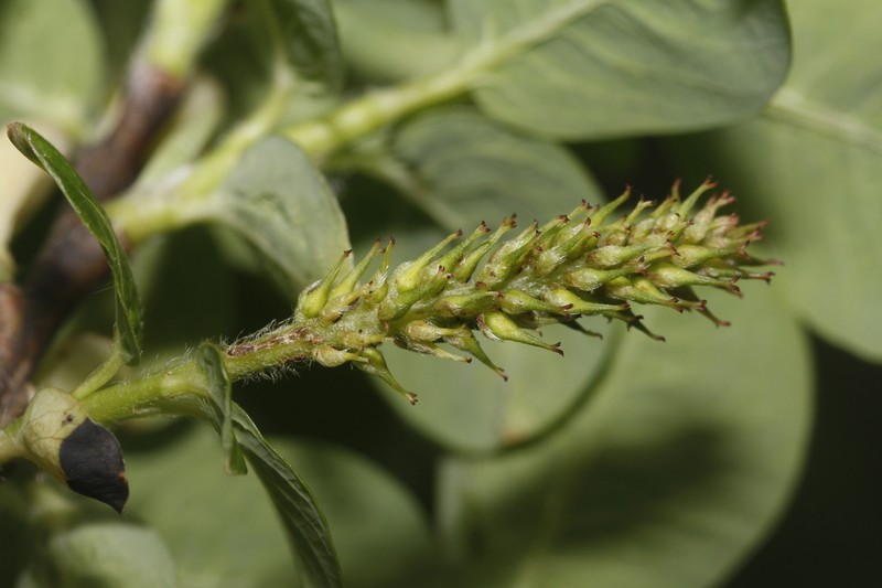 Salix cupularis photo 4
