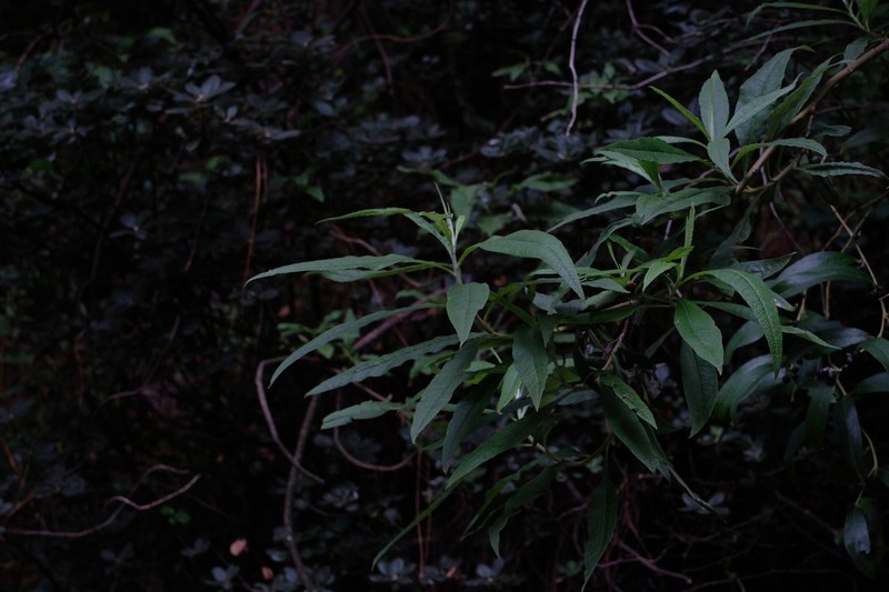 Salix daliensis