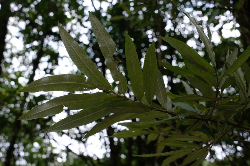 Salix daliensis photo 2
