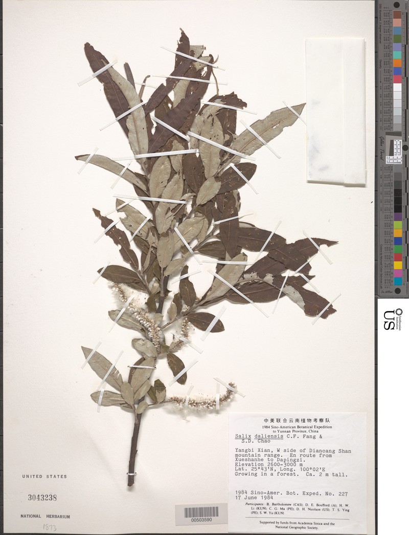Salix daliensis photo 3