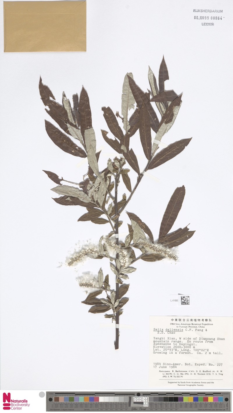 Salix daliensis photo 4