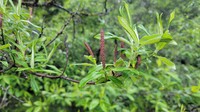 Salix daltoniana