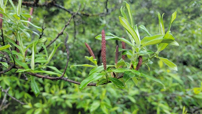 Salix daltoniana