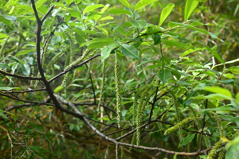 Salix daltoniana photo 2