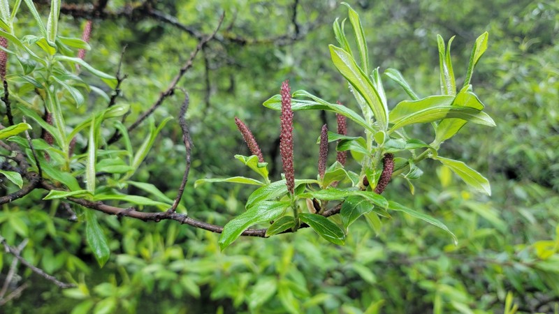 Salix daltoniana photo 3
