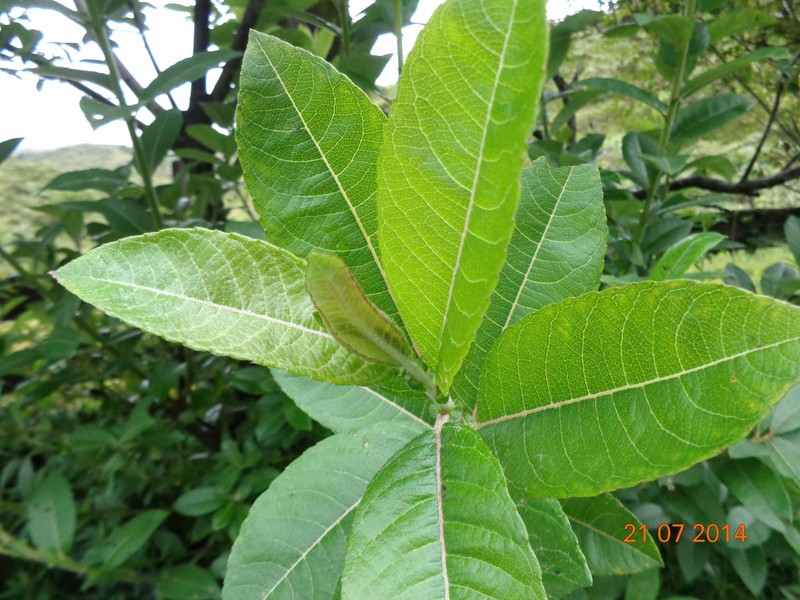 Salix daltoniana photo 4