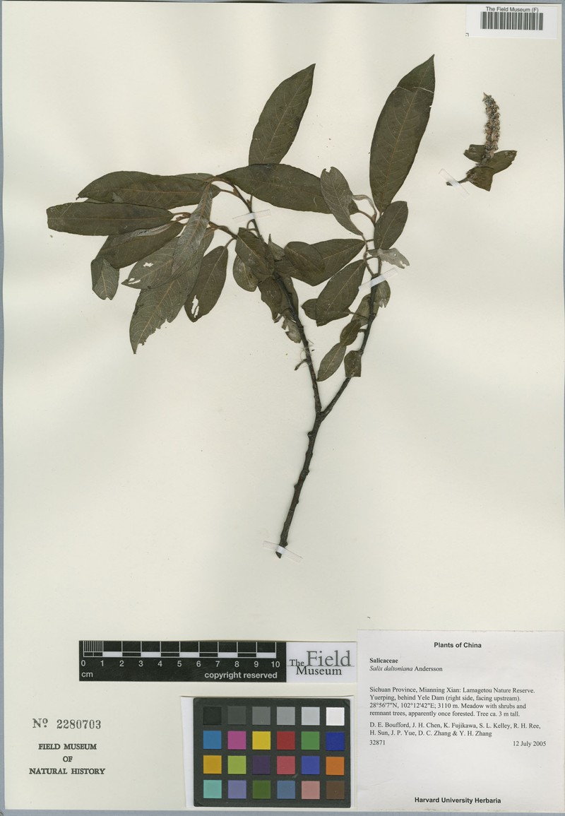 Salix daltoniana photo 5