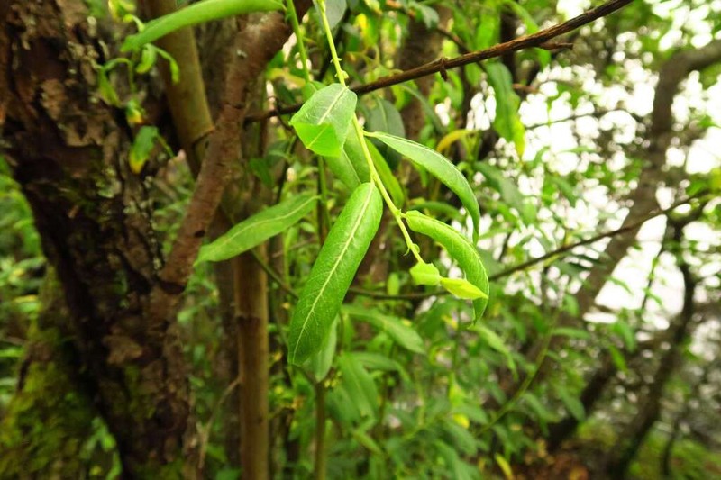 Salix delavayana
