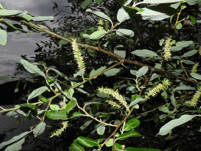 Salix delavayana photo 2