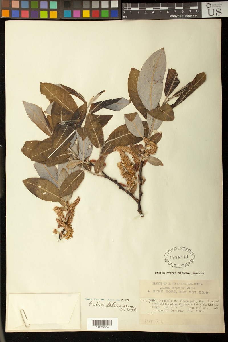 Salix delavayana photo 3