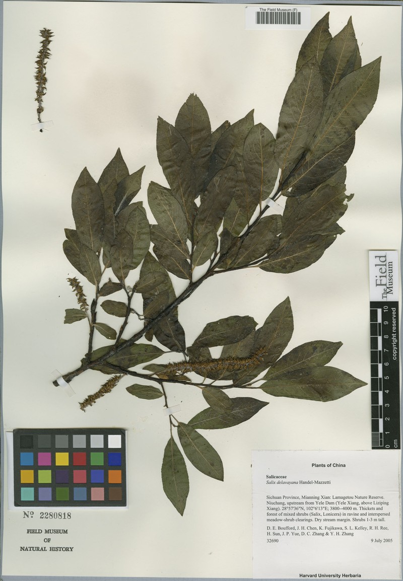 Salix delavayana photo 4