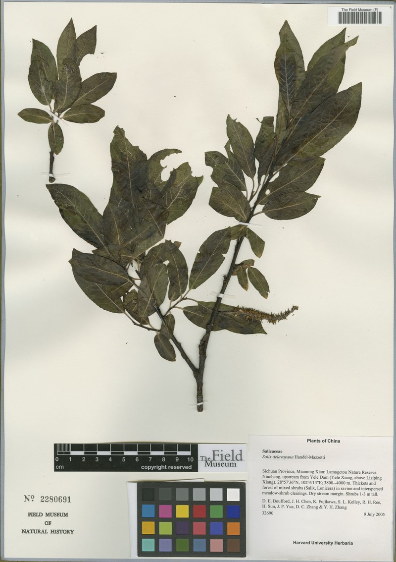 Salix delavayana photo 5