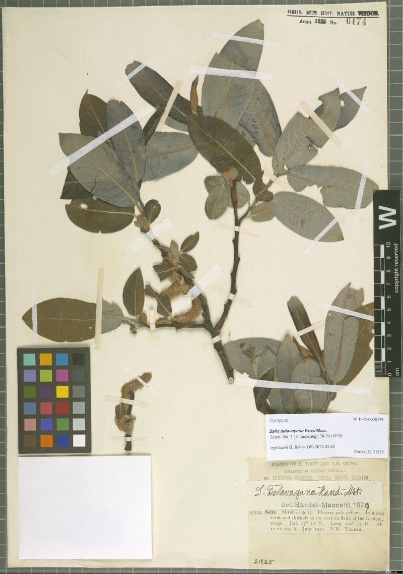 Salix delavayana photo 6