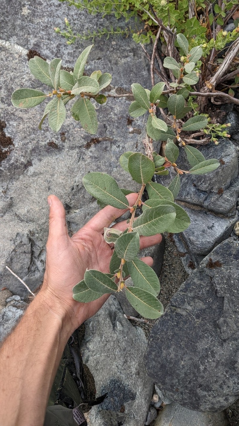 Del Norte Willow photo 3