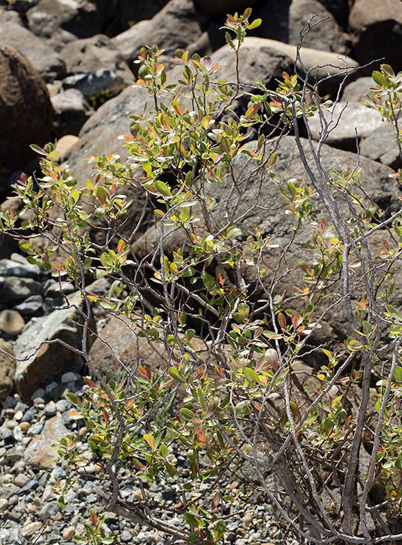 Del Norte Willow photo 4