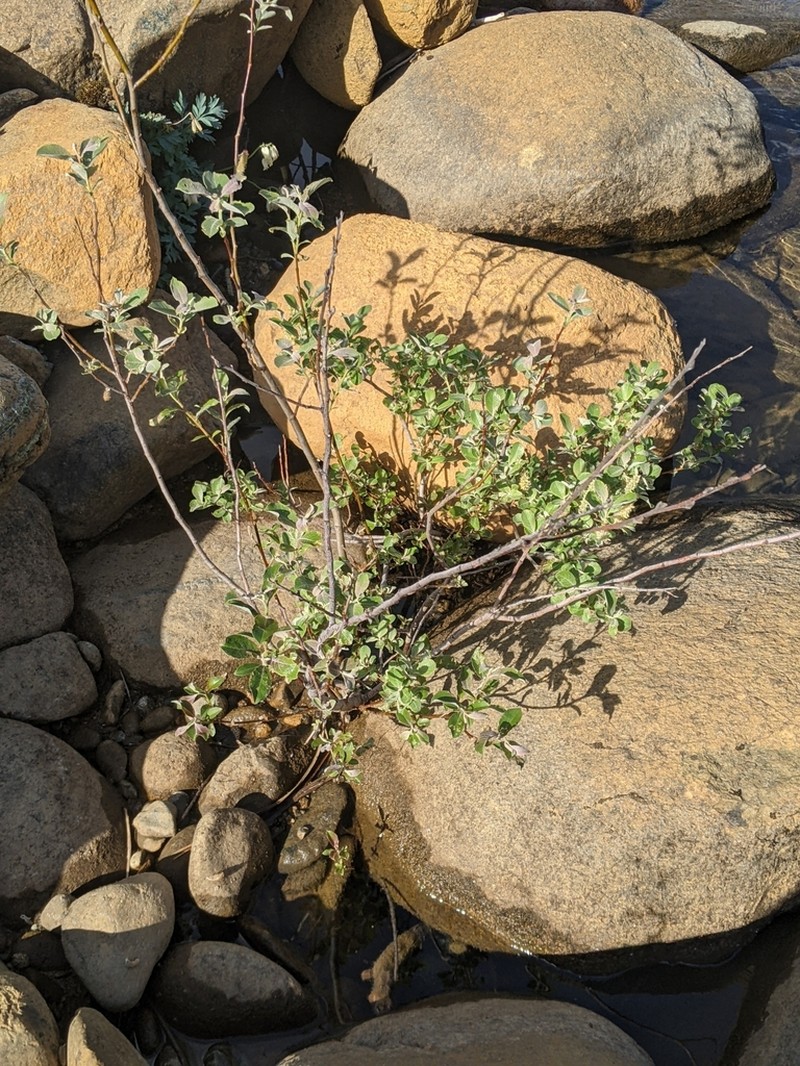 Del Norte Willow photo 6