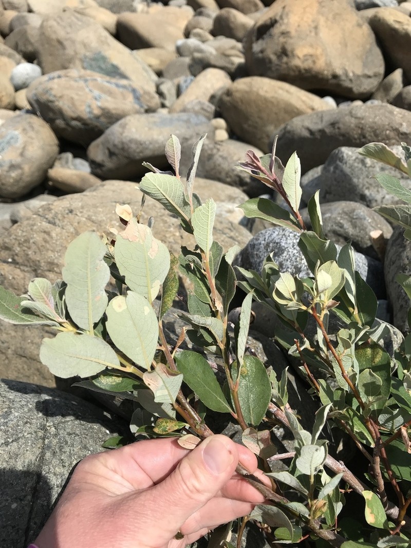 Del Norte Willow photo 7