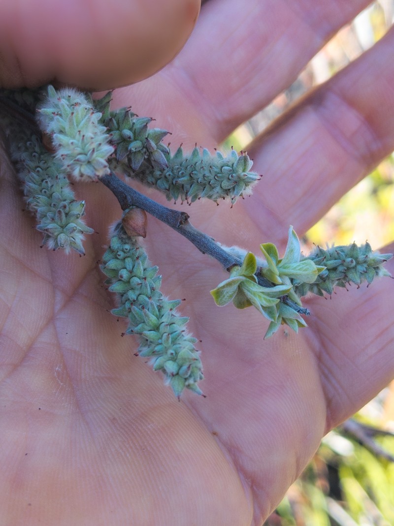 Del Norte Willow photo 8