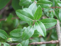 Salix denticulata
