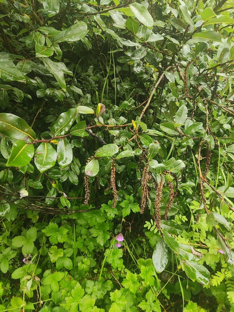 Salix denticulata photo 2