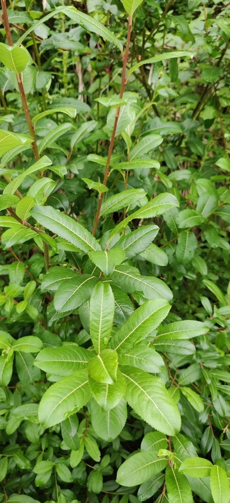 Salix denticulata photo 3
