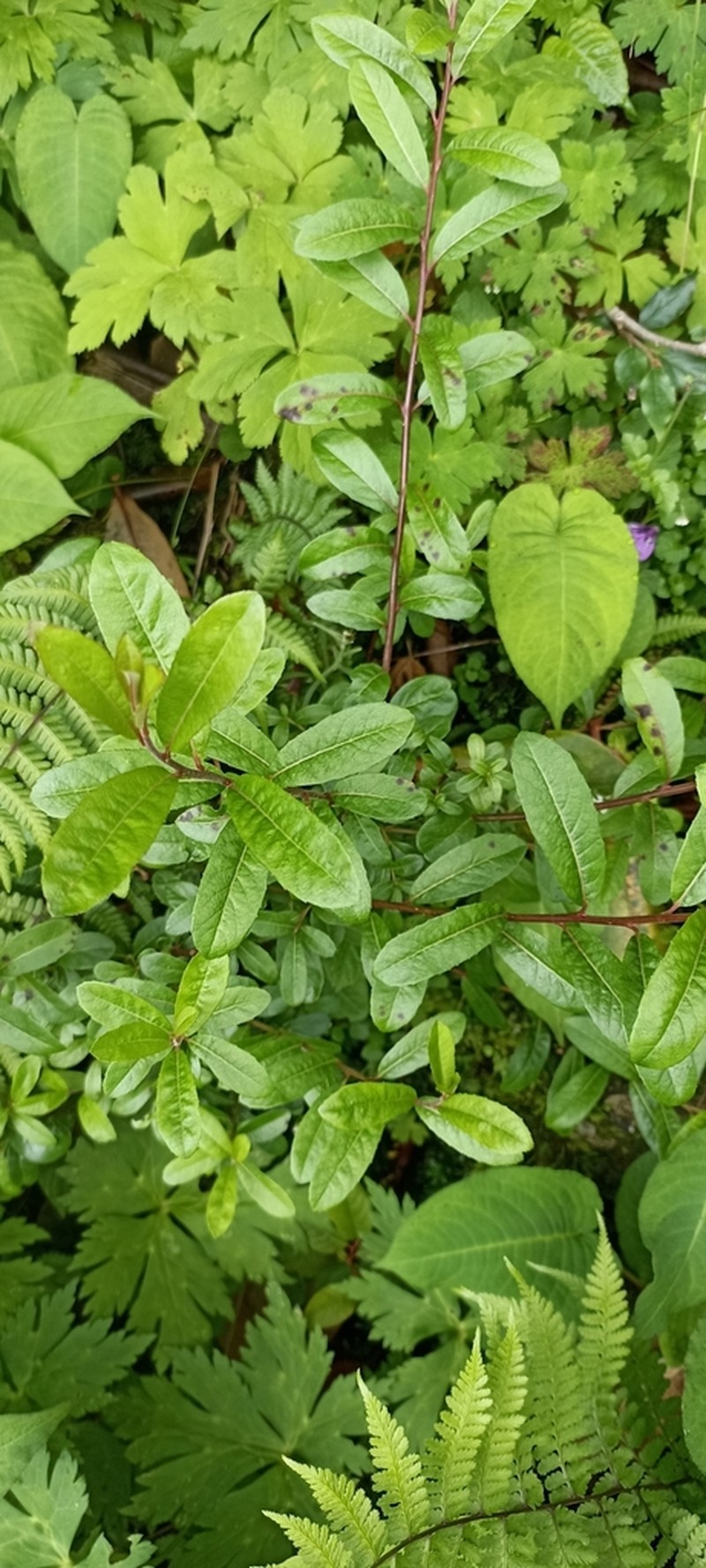 Salix denticulata photo 4