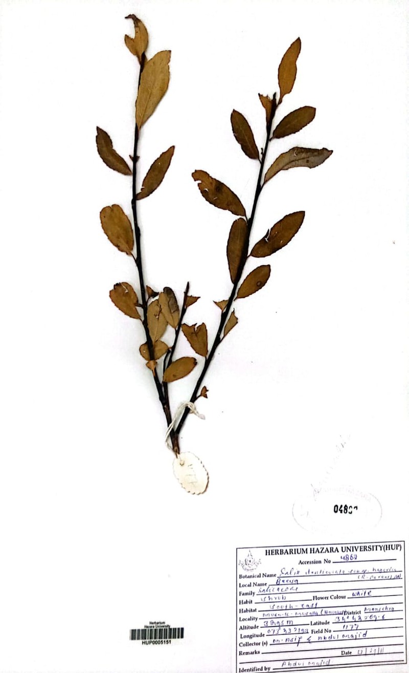 Salix denticulata photo 5