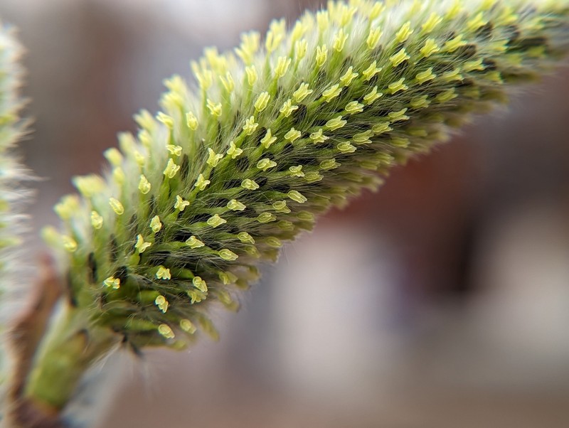 Pussy Willow photo 3