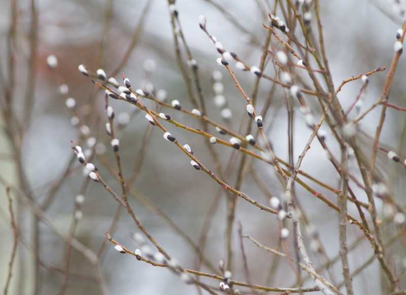 Pussy Willow photo 4