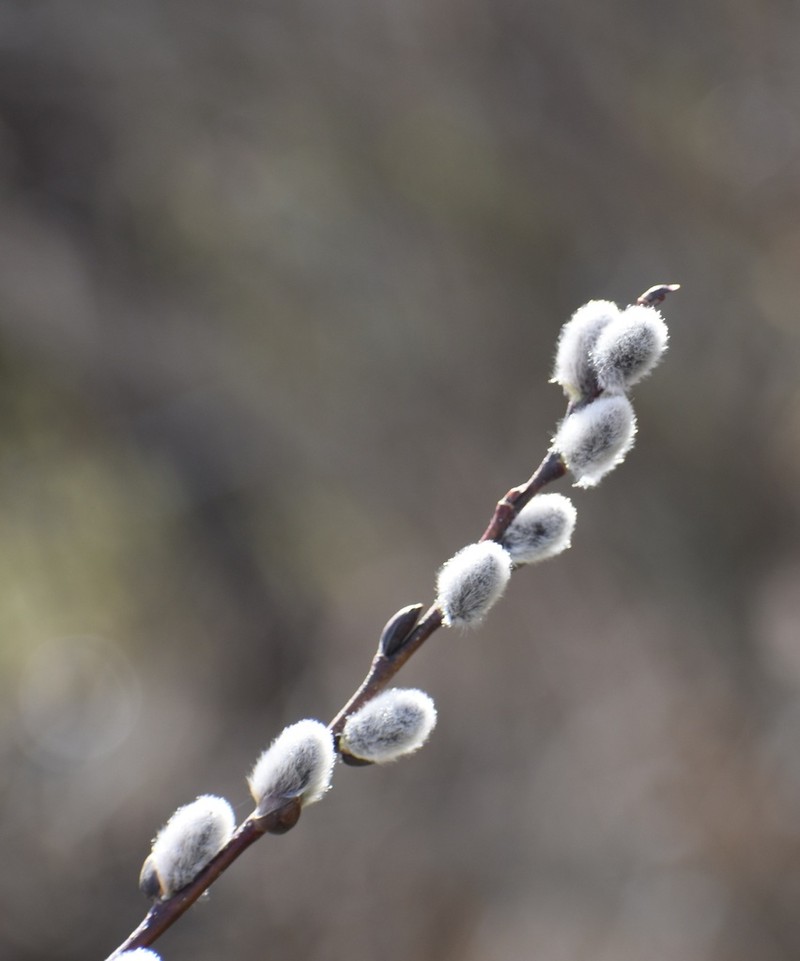 Pussy Willow photo 5