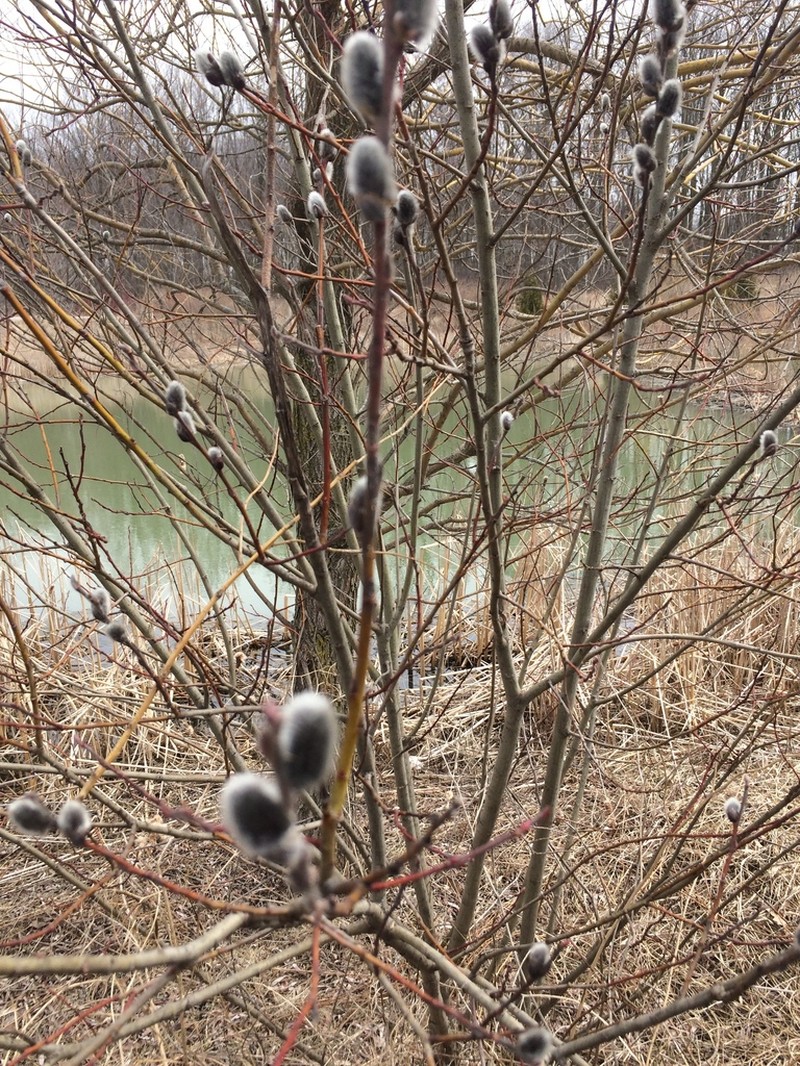 Pussy Willow photo 6