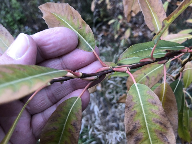 Pussy Willow photo 7