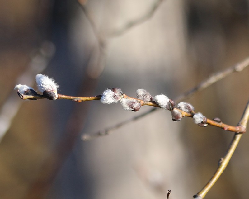 Pussy Willow photo 8