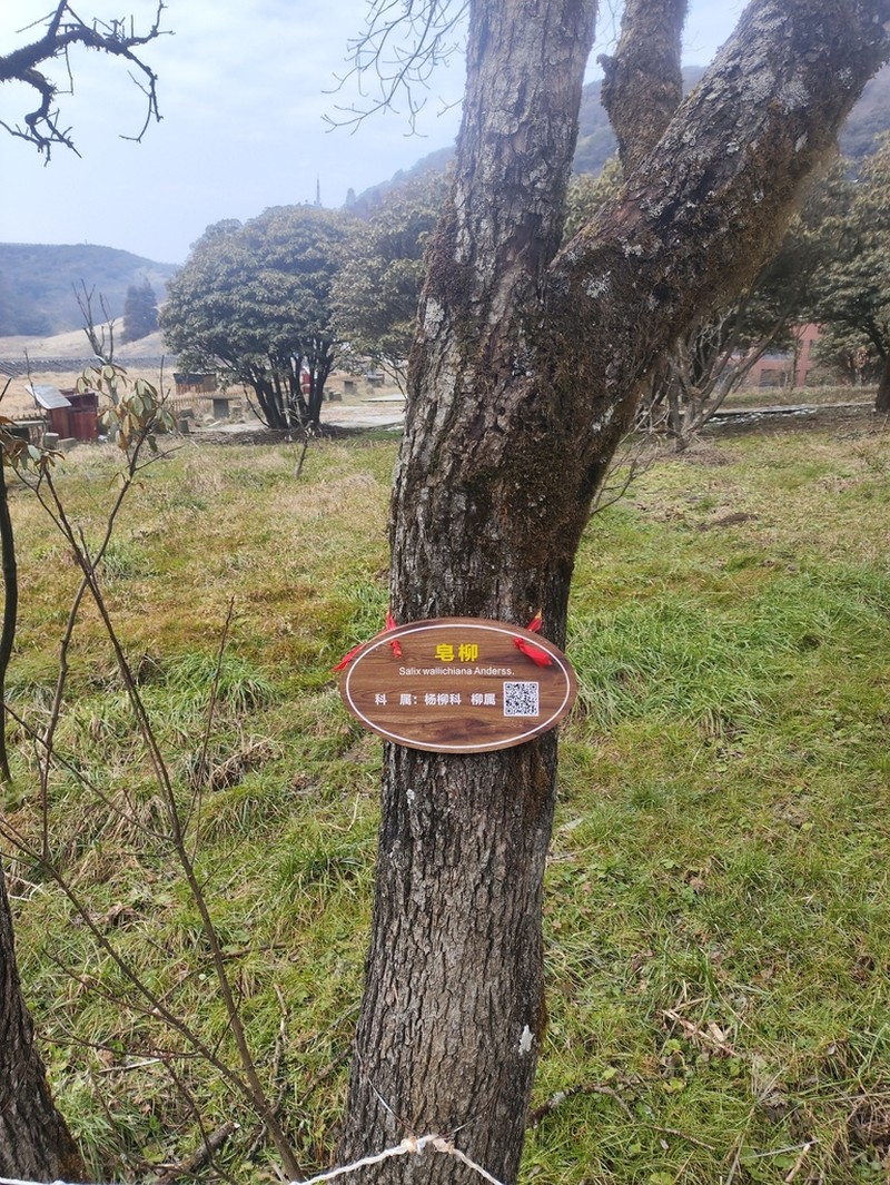 Salix disperma