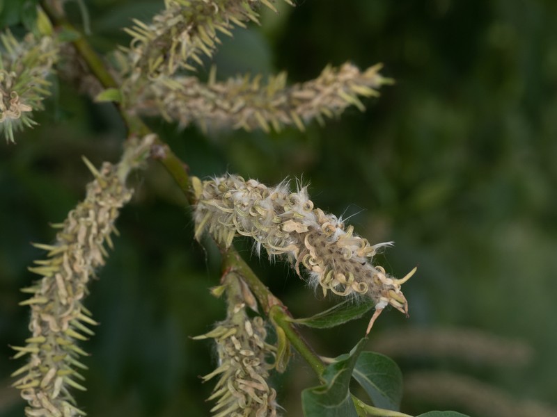 Salix disperma photo 2