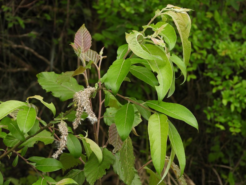 Salix disperma photo 3
