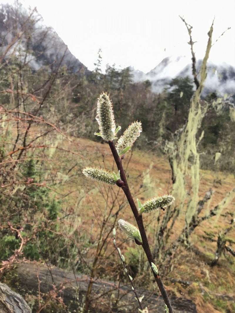 Salix disperma photo 4