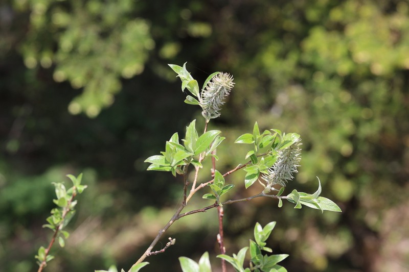 Salix disperma photo 5