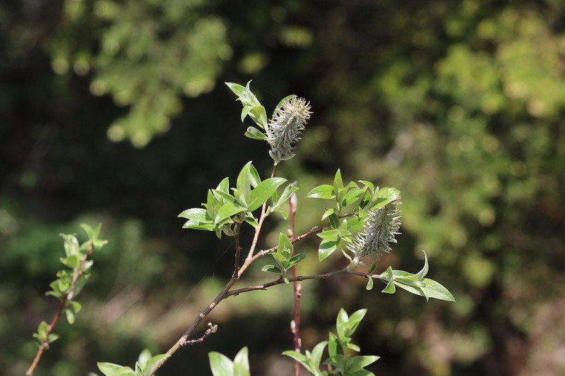 Salix disperma photo 6