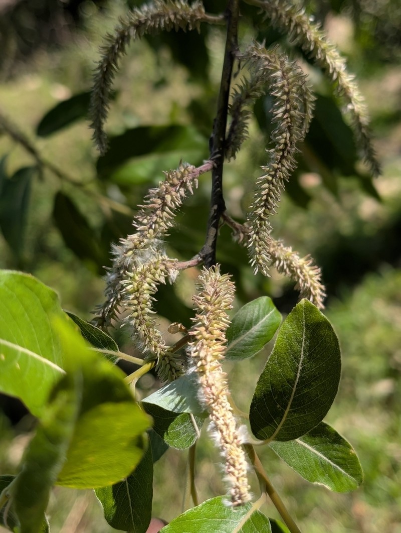 Salix disperma photo 7