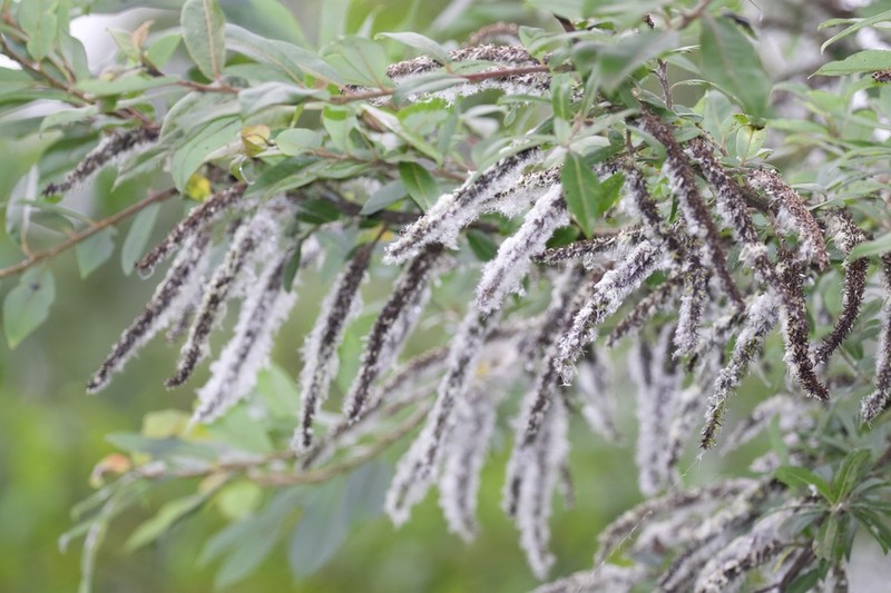 Salix disperma photo 8