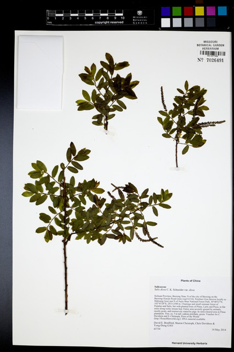 Salix dissa