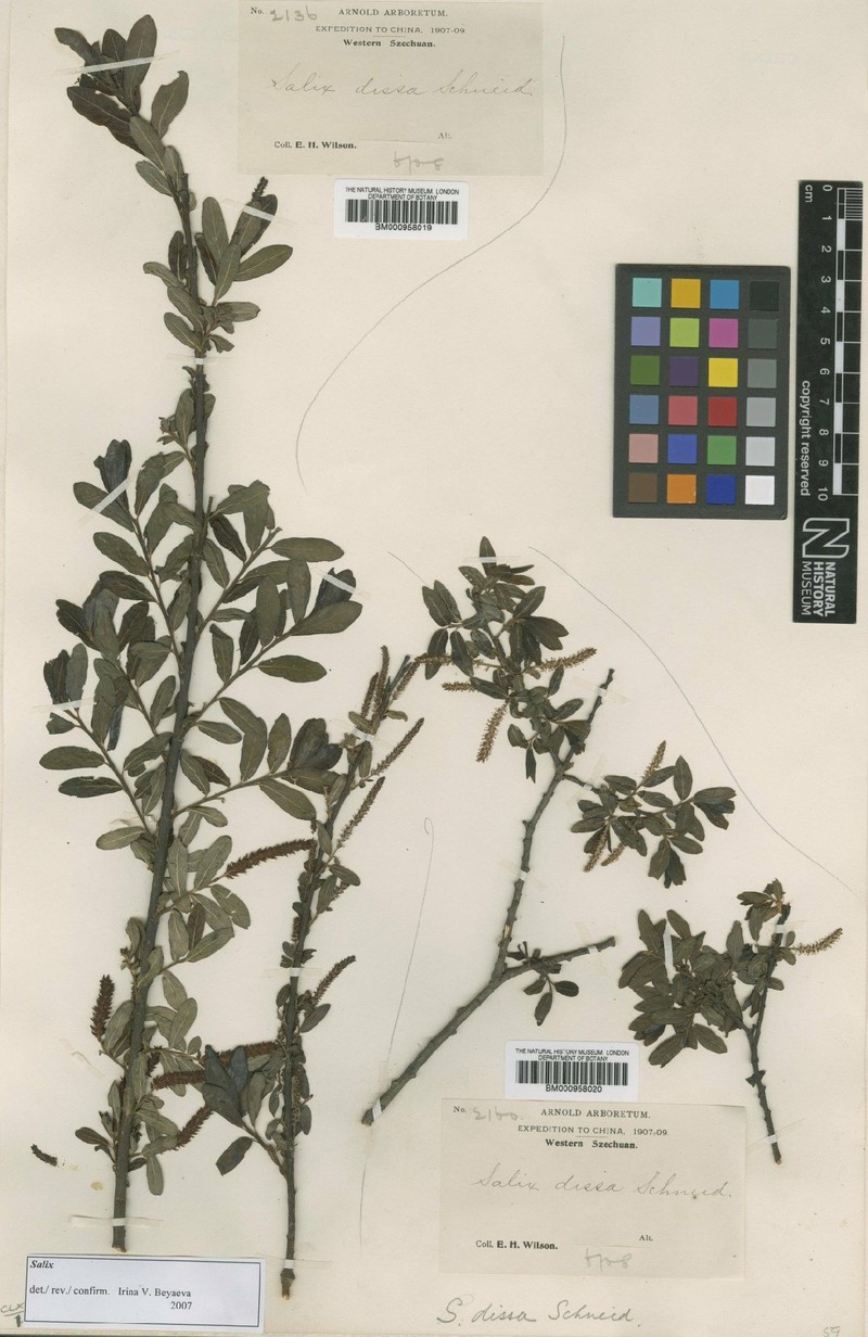 Salix dissa photo 2