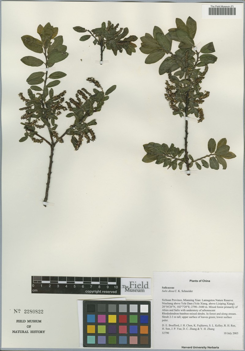 Salix dissa photo 4