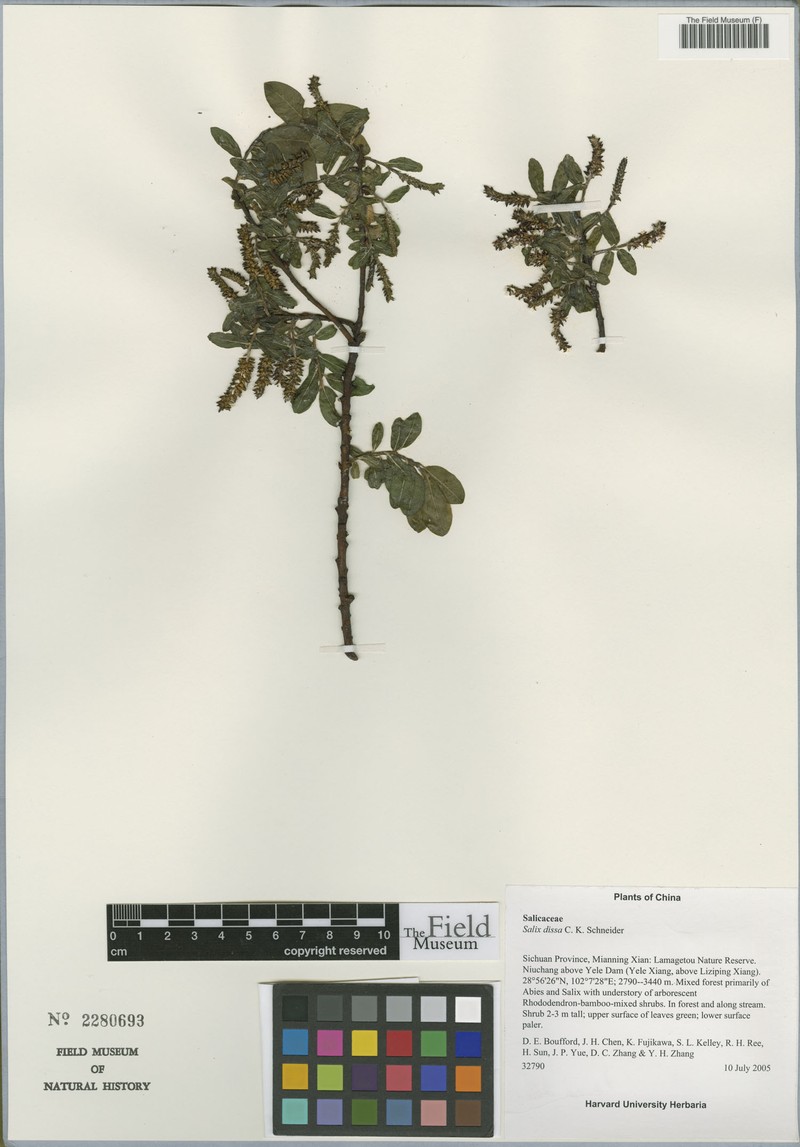 Salix dissa photo 5