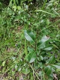 Salix divaricata
