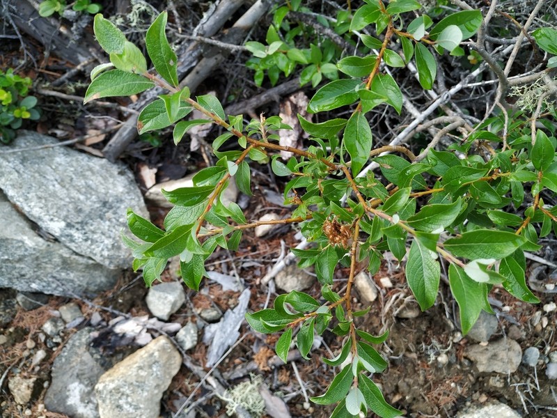 Salix divaricata photo 2