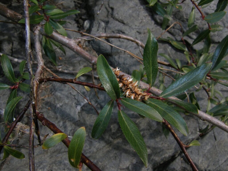 Salix divaricata photo 3